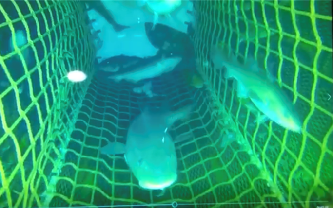 Sustainable fishing_By-catch excluder - Greenline Fishing Gear